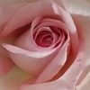 janet_stringer